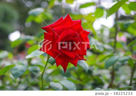 真赤な一輪の薔薇 38225233
