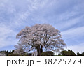 天空を仰ぐ醍醐桜2 38225279