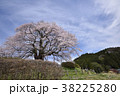 天空を仰ぐ醍醐桜3 38225280