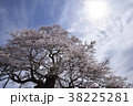 天空を仰ぐ醍醐桜4 38225281