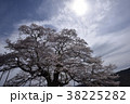 天空を仰ぐ醍醐桜5 38225282