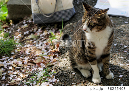 散ったサクラの花びらと猫 38225403