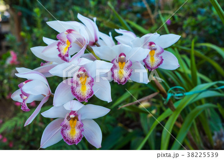 Beautiful white orchid 38225539