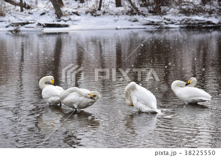 吹雪の川の白鳥たち 吹雪の川の白鳥たち 38225550