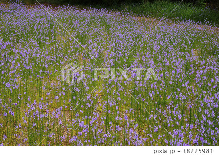 マツバウンラン 38225981