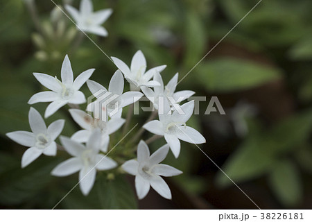 ペンタス 小さな白い花の写真素材