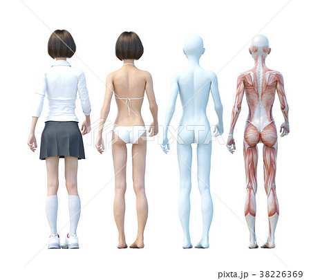 筋肉 女子高生 解剖 図解 後ろ向き Perming3dcgイラスト素材のイラスト素材