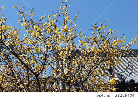 京都　大蓮寺の蝋梅 38226404