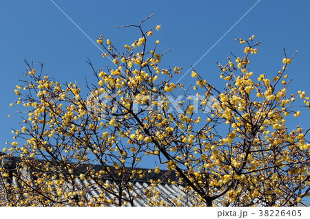 京都 大蓮寺の蝋梅 京都 大蓮寺の蝋梅 38226405