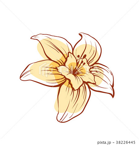Vanilla Flower Isolated Vector Iconのイラスト素材 38226445 Pixta