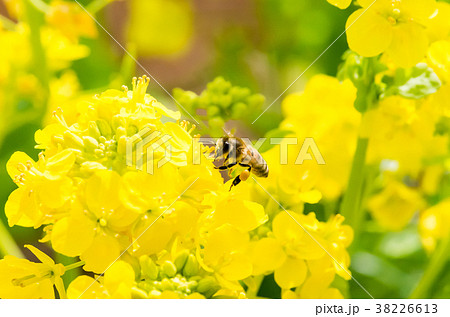 菜の花と花粉団子をつけたミツバチの写真素材