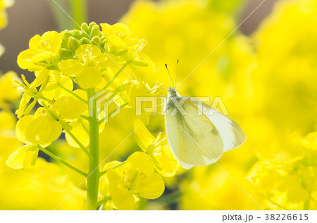 菜の花の蜜を吸うモンシロチョウ 38226615