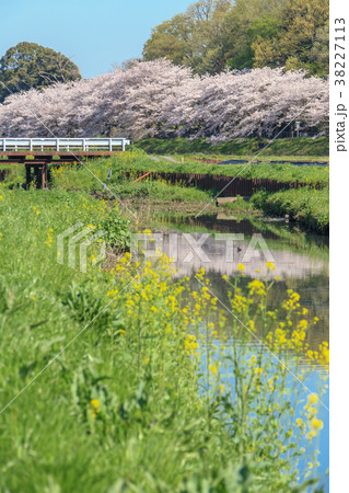 見沼田んぼ 農業用水路と桜並木の写真素材