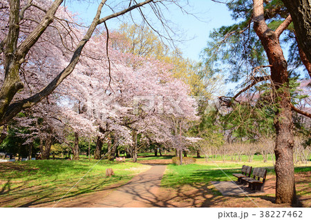 東京都調布市野水　　野川公園の桜 38227462