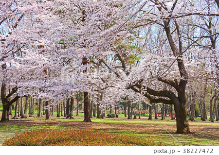 東京都調布市野水 野川公園の桜の写真素材