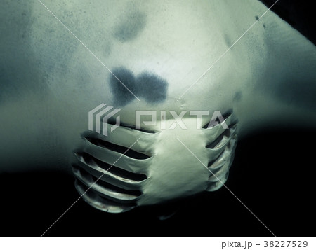 ナイトマンタ 38227529