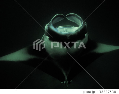 ナイトマンタ 38227530