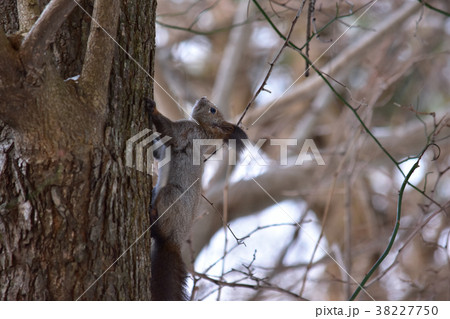 木に登る冬のリスの写真素材