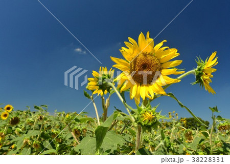 ひまわり 38228331