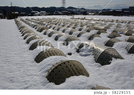 雪の畑 日野市 雪の畑 日野市 38229155
