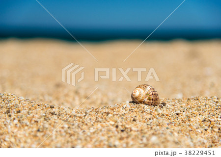 Shell in the sand on the beach  38229451
