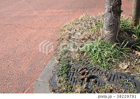 道路に放置された犬の糞 38229791