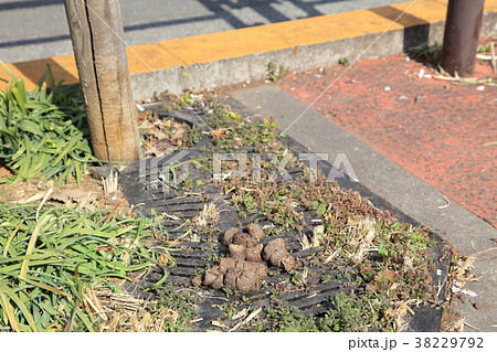 道路に放置された犬の糞 38229792