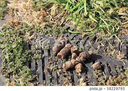 道路に放置された犬の糞 38229793