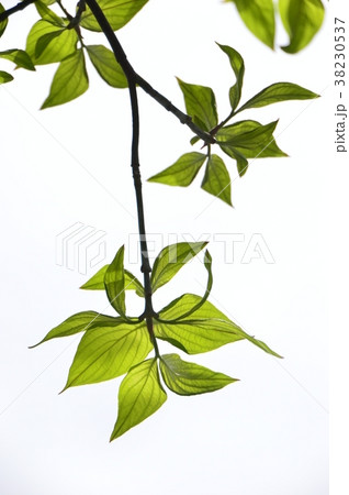 春のいちょう公園 八王子市 春のいちょう公園 八王子市 38230537