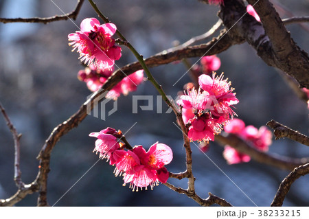 寒紅梅(カンコウバイ) 寒紅梅(カンコウバイ) 38233215