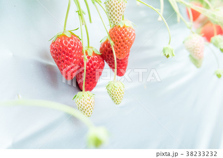 いちご狩り いちご狩り 38233232