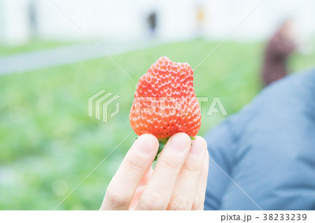 いちご狩り 38233239