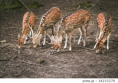Fallow deer aligned while eating 38233276