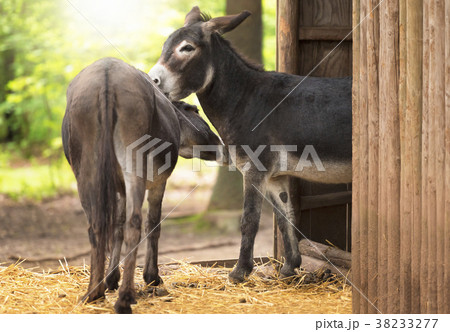 Pair of donkeys showing affection to each other 38233277