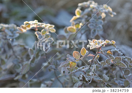 朝日差す霜をまとった野ばらの葉っぱ 朝日差す霜をまとった野ばらの葉っぱ 38234759