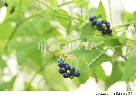 イシミカワの青い実 イシミカワの青い実 38235504