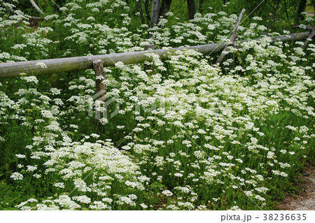 オルレア 38236635