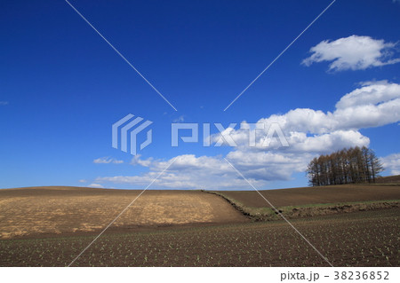 初冬の嬬恋 初冬の嬬恋 38236852