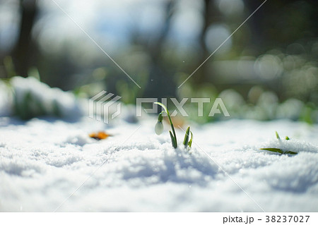 雪の中のスノードロップ 38237027