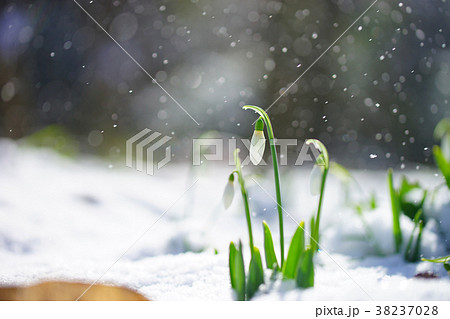 雪とスノードロップ 38237028