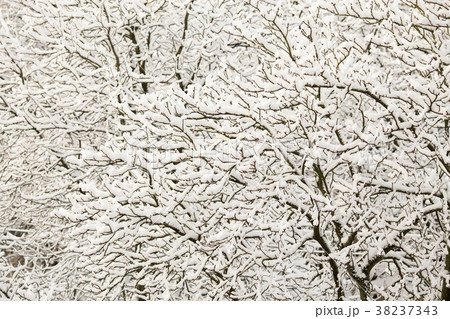 Branches of bushes in snow 38237343