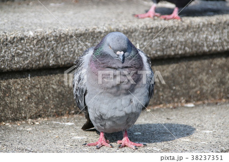 まどろむハト　1 38237351