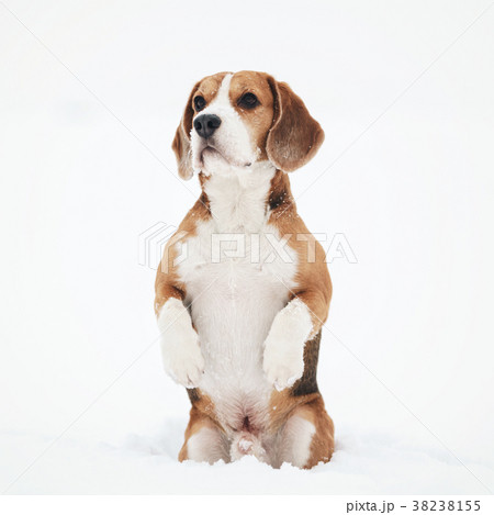 beagle dog outdoor funny portrait in winter beagle dog outdoor funny portrait in winter 38238155
