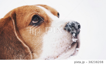 sad beagle dog outdoor portrait walking in snow sad beagle dog outdoor portrait walking in snow 38238208