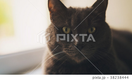 big gray cat sitting near window big gray cat sitting near window 38238444