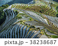 Hard work farmers in china work in the rice field  38238687