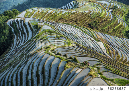 Hard work farmers in china work in the rice field  38238687