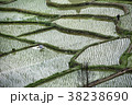 Hard work farmers in china work in the rice field  38238690
