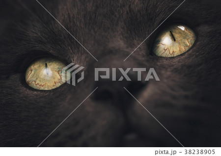 closeup portrait of big gray cat with focus on closeup portrait of big gray cat with focus on 38238905