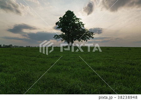 oak and maple grow together on green field in 38238948